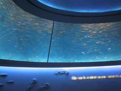 Fish at the aquarium